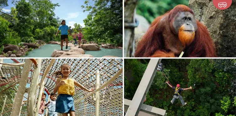 Rainforest Wild Asia